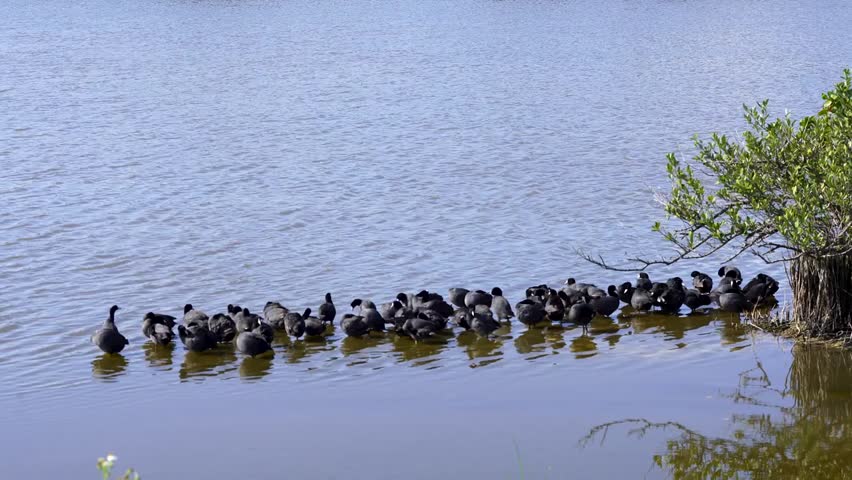 American Coots (Fulica americana) preening their feathers in natural wetland habitat captured in stunning 4K resolution wildlife footage.