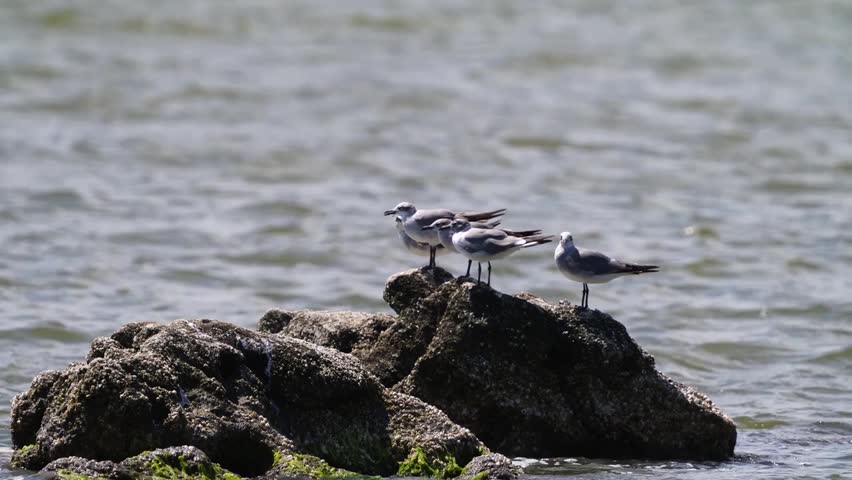 Laughing Gulls (Leucophaeus atricilla) resting on a rock in a natural coastal habitat captured in stunning 4K resolution wildlife footage.