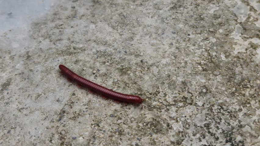 Millipede is crawling on the ground.