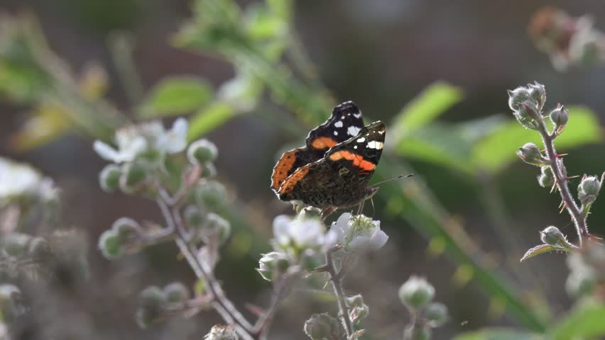 Red Admiral butterfly (Vanessa atalanta) feeding on Bramble flowers before flying away. June, Kent, UK [Slow motion x5]