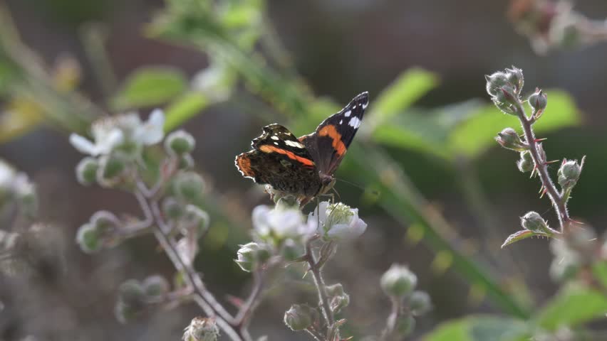 Red Admiral butterfly (Vanessa atalanta) feeding on Bramble flowers as other insects fly around. June, Kent, UK [Slow motion x5]