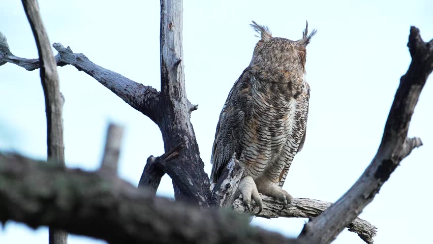 Great Horned Owl sitting on branch, slowly turning head to look around and then at camera.