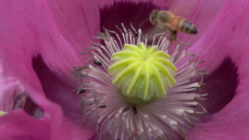 A honey bee (Apis Mellifera) leaving opium poppy - super slow motion
