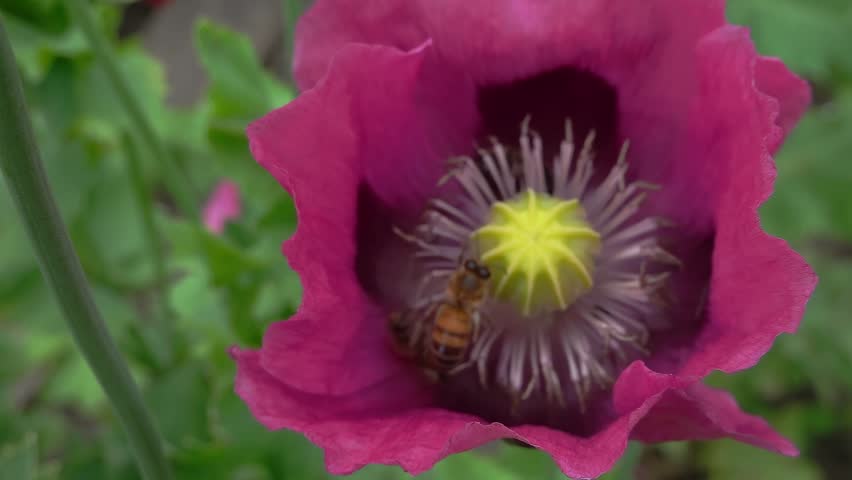 A honey bee (Apis Mellifera) hovering over opium poppy - super slow motion