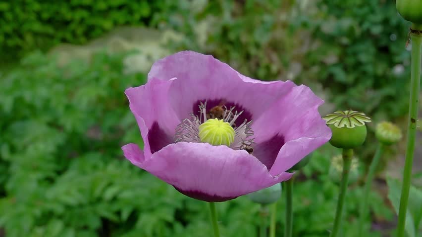 A honey bee (Apis Mellifera) visiting opium poppy - super slow motion