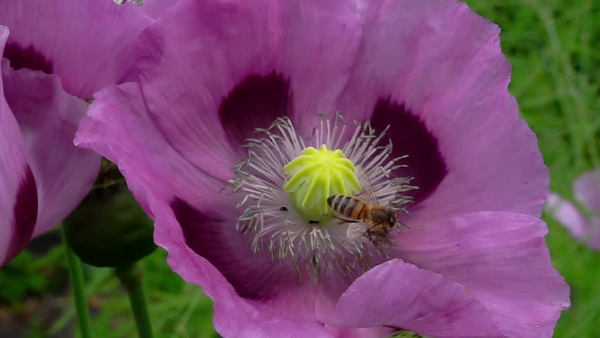 A honey bee (Apis Mellifera) visiting opium poppy - super slow motion
