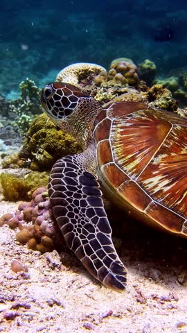 A sea turtle rests on the ocean floor, accompanied by a small fish, amidst vibrant corals.