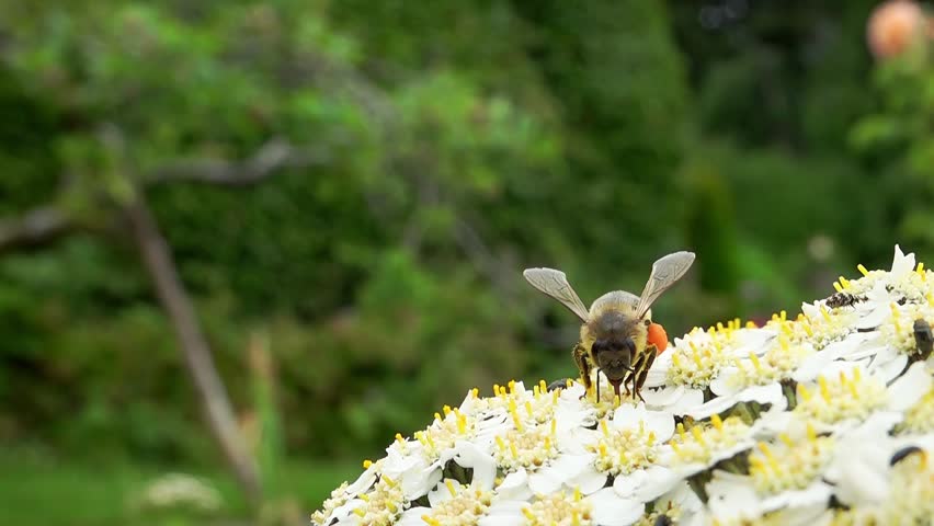 A honey bee (Apis Mellifera) taking off close up - super slow motion