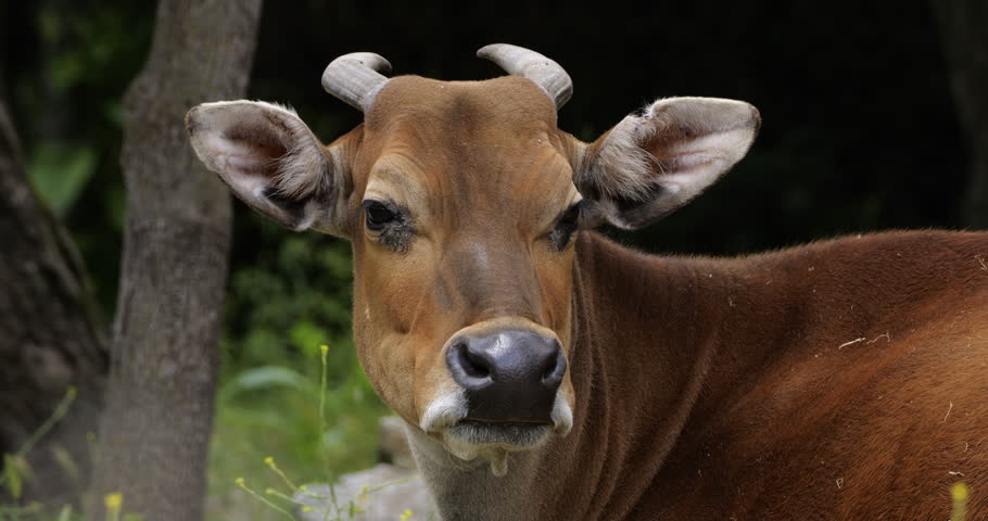 Portrait of the banteng (Bos javanicus), also known as the tembadau, Southeast Asia.