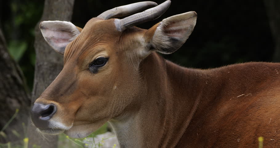 Portrait of the banteng (Bos javanicus), also known as the tembadau, Southeast Asia.