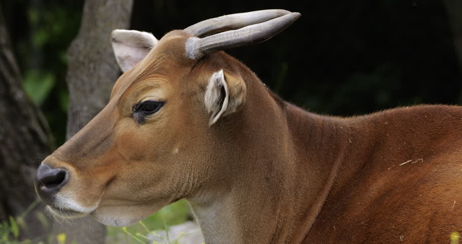 Portrait of the banteng (Bos javanicus), also known as the tembadau, Southeast Asia.