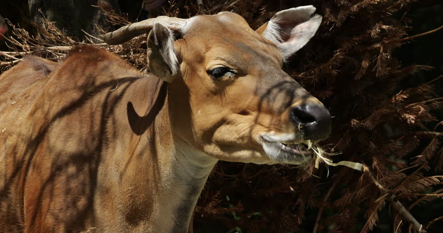 Portrait of the banteng (Bos javanicus), also known as the tembadau, Southeast Asia.