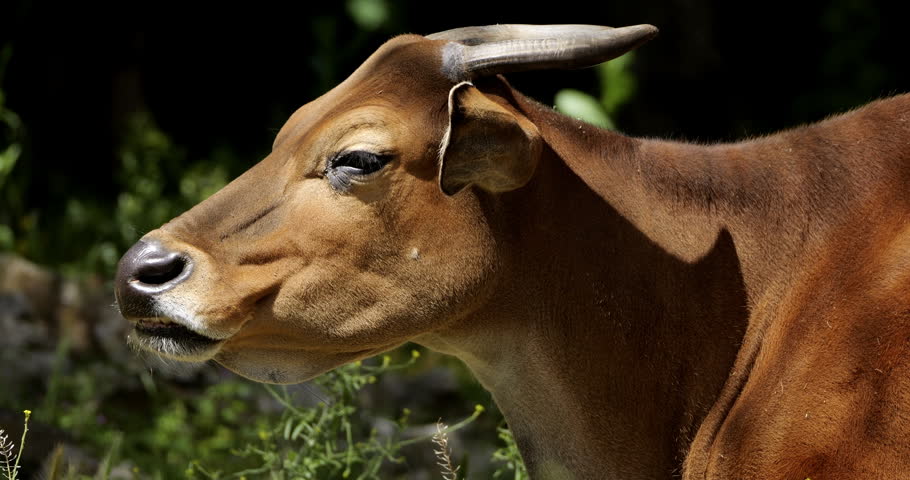 Portrait of the banteng (Bos javanicus), also known as the tembadau, Southeast Asia.