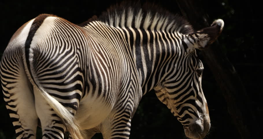 Grevy