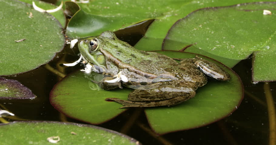 One Marsh frog (Pelophylax ridibundus) on a leaf of water lily, Southern France
