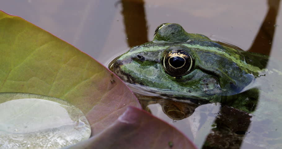 One Marsh frog (Pelophylax ridibundus) on a leaf of water lily, Southern France