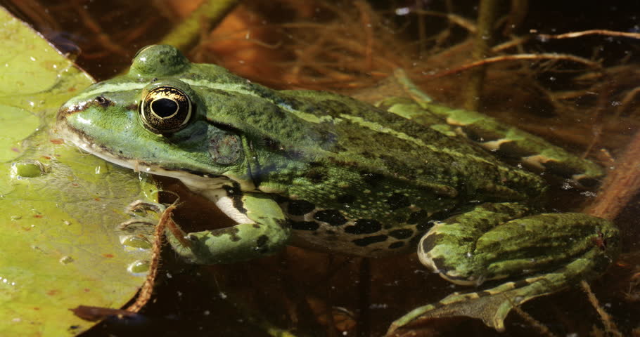 One Marsh frog (Pelophylax ridibundus) on a leaf of water lily, Southern France