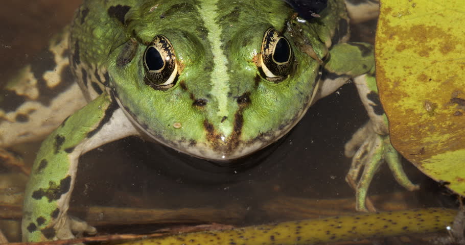 One Marsh frog (Pelophylax ridibundus) on the surface water, Southern France.