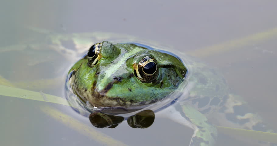 One Marsh frog (Pelophylax ridibundus) on the surface water, Southern France.