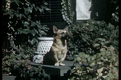 1940s - Awareness grows about the humane treatment of animals in the 1940s. Stock Video