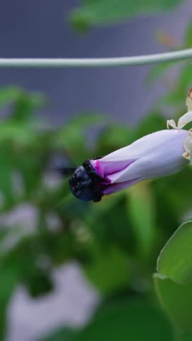 Black carpenter bee hovering and feeding on pink morning glory flower
