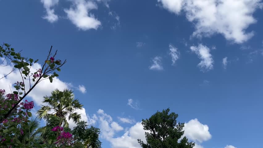 Green forest landscape with blue sky