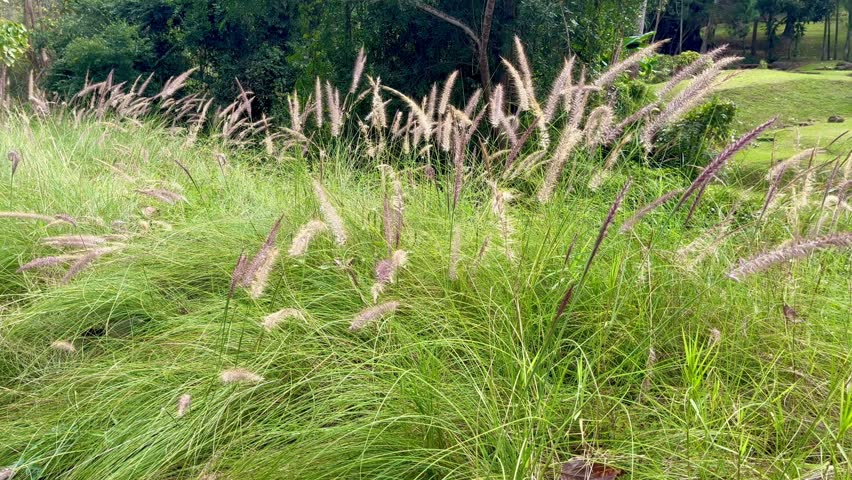 Natural green grass field landscape