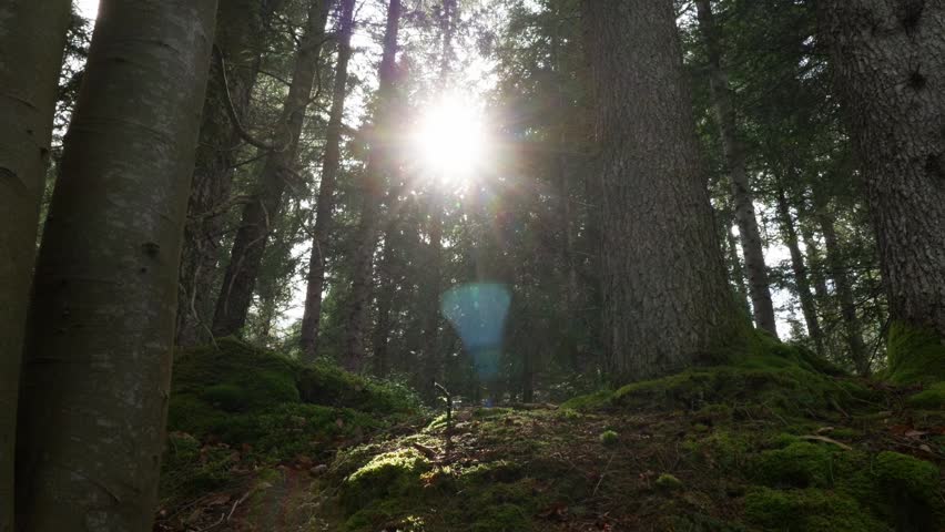 Bright sun shining through the dense foliage of a peaceful forest. Sunbeams and lens flare illuminating the mossy ground and tall tree trunks