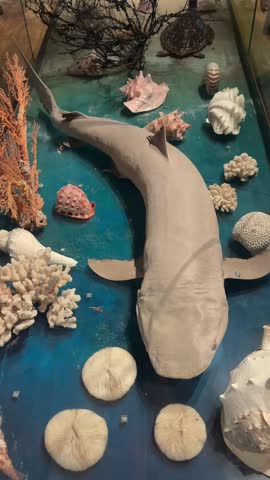 Video of a shark specimen displayed in a marine museum exhibition. Educational scene featuring marine fauna, ocean biodiversity and natural history.