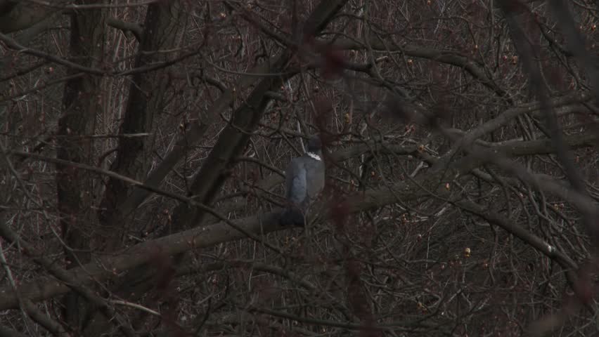 Large wood pigeon preening feathers on branch in thick foliage at sunset in spring forest.