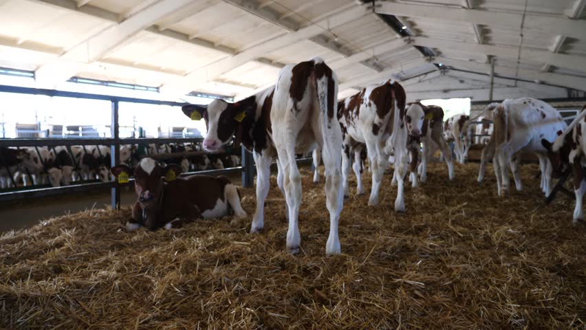 Herd of cute little cows standing and lying in paddock at modern dairy farm. Beautiful small calves resting on straw at milk factory. Concept of agriculture industry and livestock husbandry. Slow mo