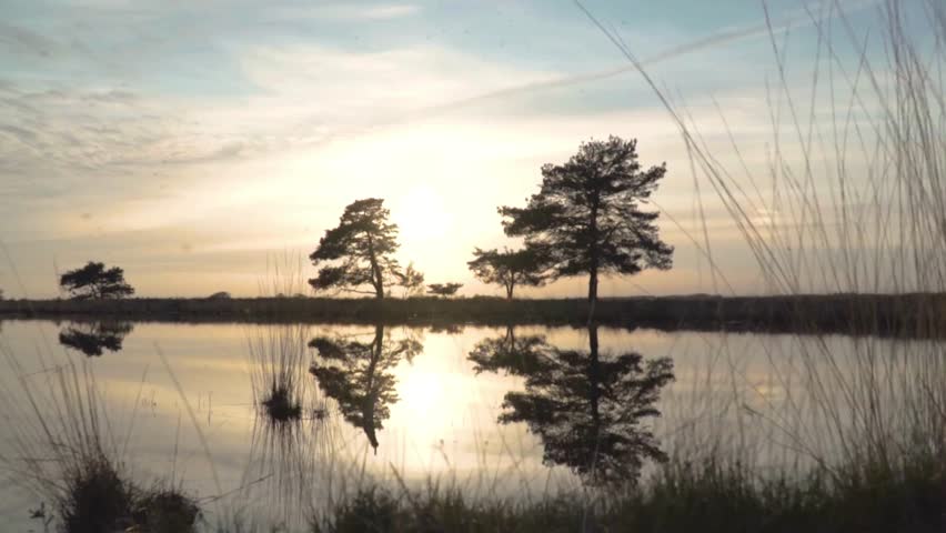 Scenic landscape with silhouette of pine trees reflecting in a calm lake during a golden sunset