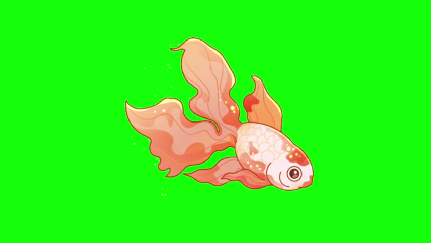 A goldfish swims on a green screen background