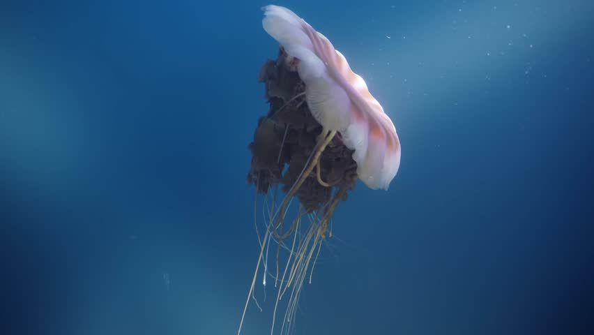 Moody underwater shot focusing on a giant compass jellyfish floating gracefully through dark blue sea with long tentacles.