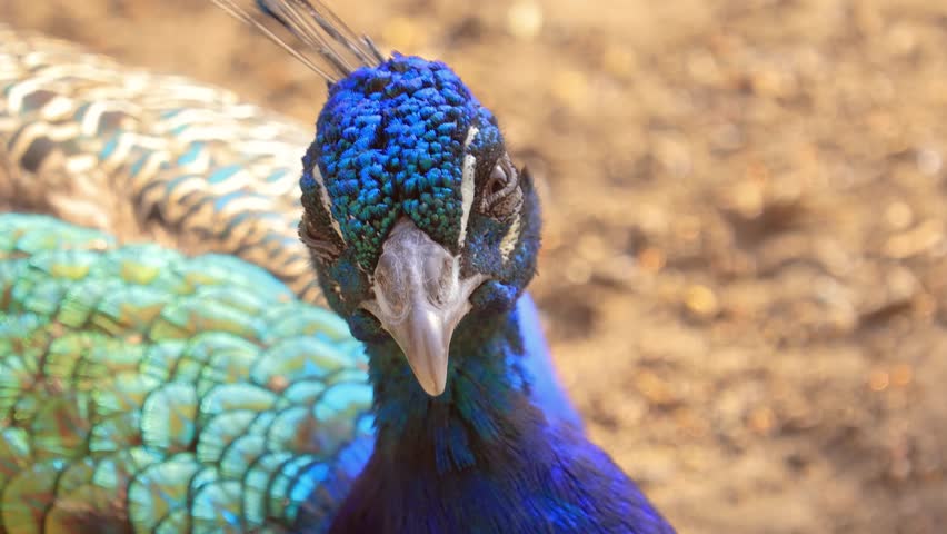 Peacock bird head detail, slow motion, natural environment.