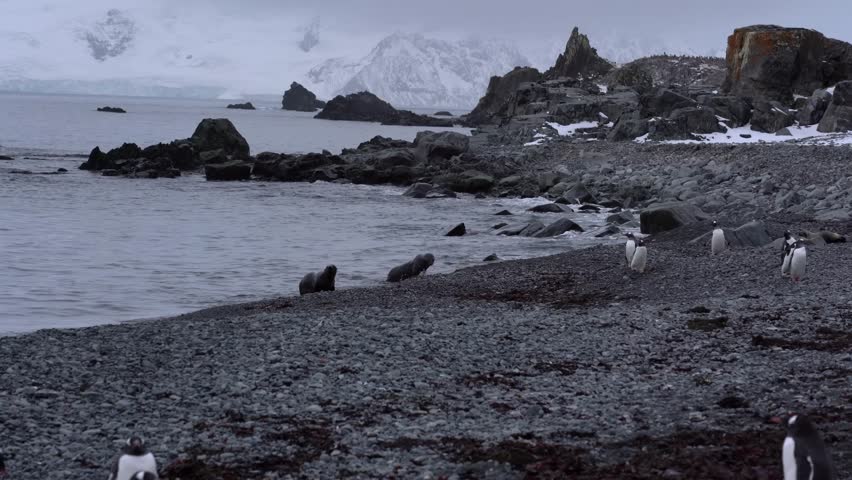 Antarctic expedition. Penguins walk along the rocky shore near snow-covered mountains in Antarctica. Antarctic Peninsula. Half moon Island