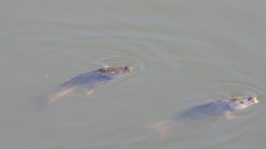 Pair of common carp exhibiting spawning behavior in the Beniarres reservoir, Spain