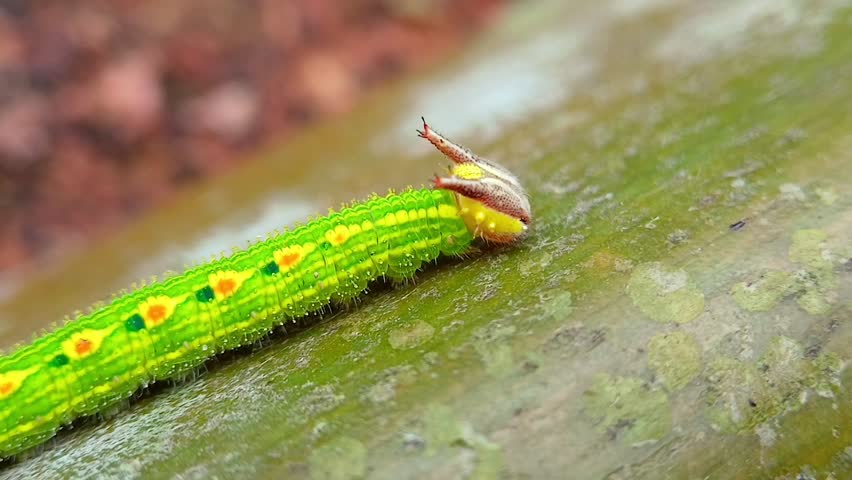 Macro tracking shot of a bright green dragon caterpillar crawling on a bamboo stem.