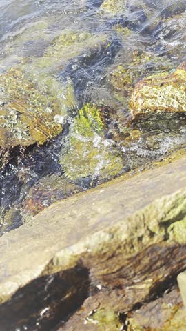 Close up of gentle sea waves washing over mossy stones and rocks on the shoreline