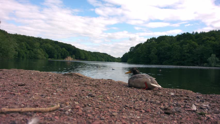 Duck bird by lake sits by lake side shore wide 4k slow motion selective focus