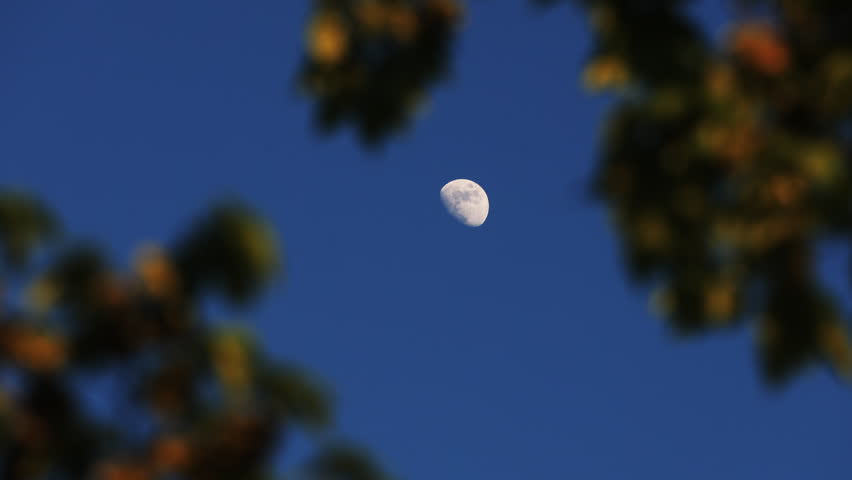 Waxing gibbous Moon with tree silhouettes on a daylight blue sky.