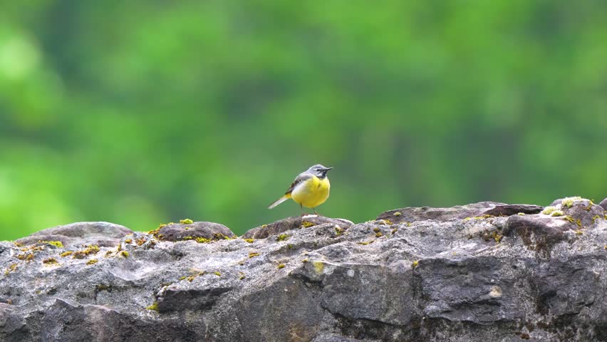 High-quality wildlife video footage of a wild Grey Wagtail (Motacilla cinerea) perched alertly on a rugged, moss-covered stone wall. The elegant songbird, displaying its characteristic bright yellow underparts and grey upperparts, looks around its environment before suddenly leaping into the air and taking flight out of the frame. Filmed against a seamlessly blurred, vibrant green background, this dynamic b-roll clip provides immense copy space in the upper section. It is highly versatile and ideal for nature documentaries, ornithology features, and environmental commercial projects requiring text overlays or smooth action transitions.