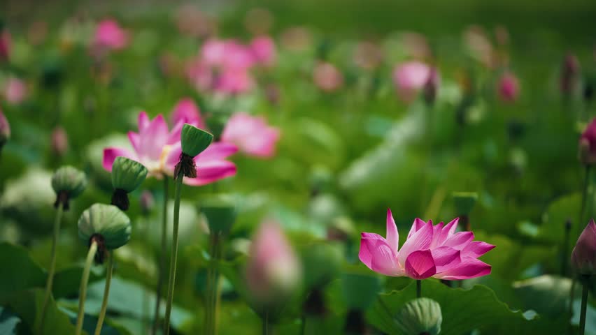 Vibrant pink lotus flower in bloom against lush greenery in vietnamese landscape, banner.