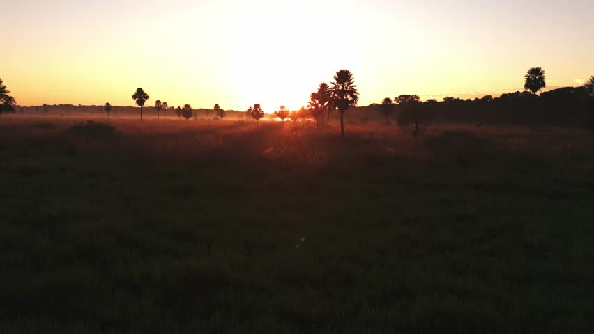 Sunset bathes a grassy field in warm, golden light. Silhouetted palm trees stand tall against the sky. Soft shadows stretch across the lush grass. Peaceful scene invites calm reflection
