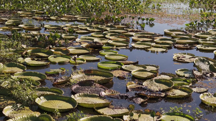 Floating water lily pads cover the pond