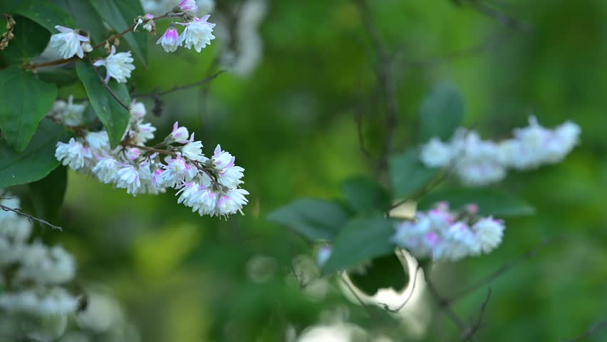 Spring, early summer park, White flowers - deutzia crenata Siebold and Zucc.