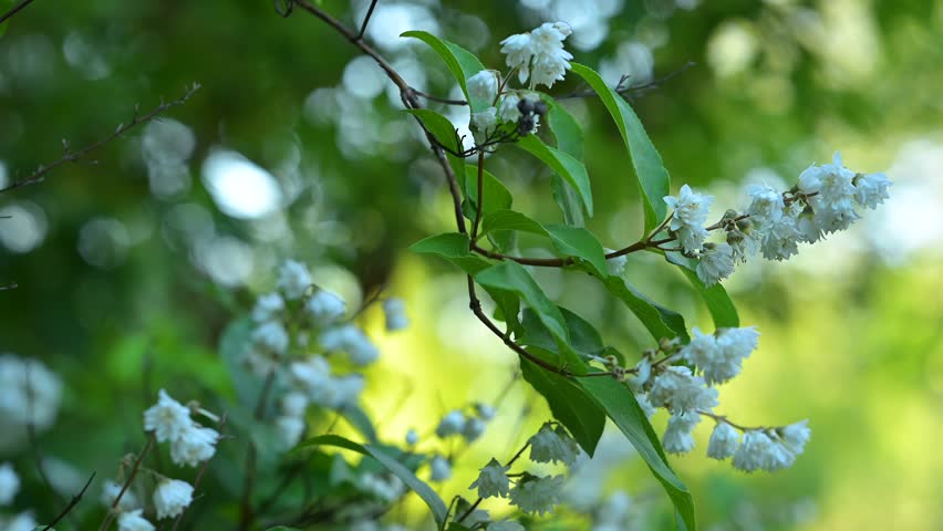 Spring, early summer park, White flowers - deutzia crenata Siebold and Zucc.