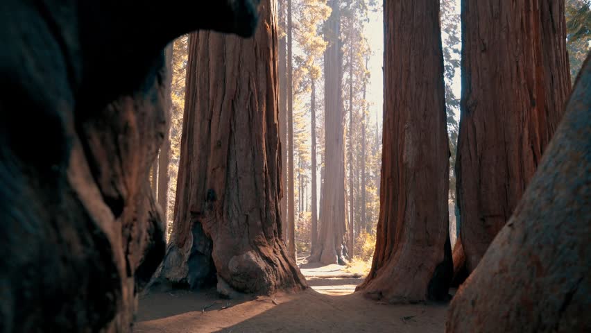 Cluster of sequoia trees in Sequoia National Park, California.