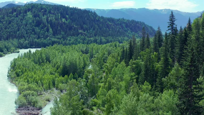 Aerial drone view of dense green forest and winding mountain river in Altai region, Kazakhstan. Scenic natural landscape with hills, trees and untouched wilderness environment.