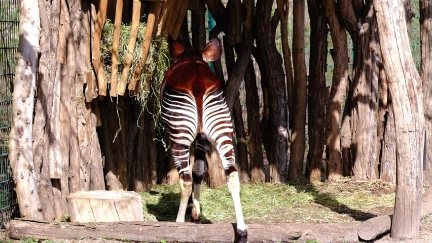 The rear end of an Okapi in a zoo